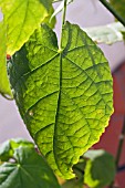 ABUTILON NABOB LEAF