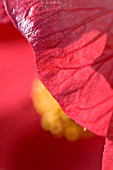 ABUTILON NABOB PETALS