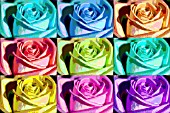 ROSE ART (MANIPULATED)
