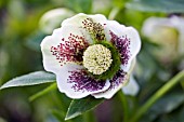 HELLEBORUS ORIENTALIS