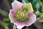 HELLEBORUS ORIENTALIS,  HELLEBORE