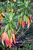 EUPHORBIA STYGIANA