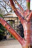 BETULA ALBOSINENSIS,  BARK DETAIL