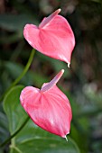 ANTHURIUM FLOWERS,  FLAMINGO FLOWER