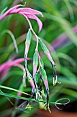 BILLBERGIA NUTANS