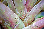 AECHMEA MEXICANA