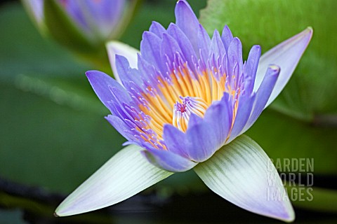 NYMPHAEA_CAPENSIS__WATER_LILY_FLOWER