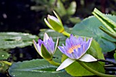 NYMPHAEA CAPENSIS,  WATER LILY FLOWERS