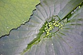 VALLISNERIA SPIRALIS LEAVES,  WATER LILY