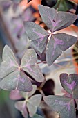 OXALIS TRIANGULARIS