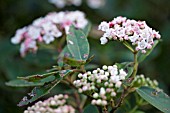 VIBURNUM TINUS EVE PRICE,  WITH BLIGHTED LEAVES