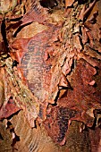 ACER GRISEUM BARK