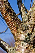 BETULA ALLEGHANIENSIS BARK