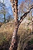 BETULA NIGRA BARK IN ASSOCIATION WITH MISCANTHUS SINENSIS