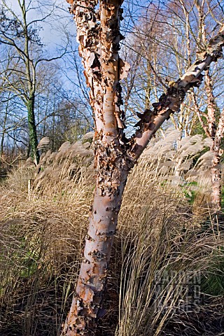 BETULA_NIGRA_BARK_IN_ASSOCIATION_WITH_MISCANTHUS_SINENSIS