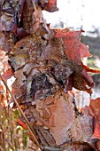 BETULA NIGRA BARK