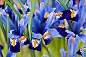 IRIS RETICULATA CANTAB