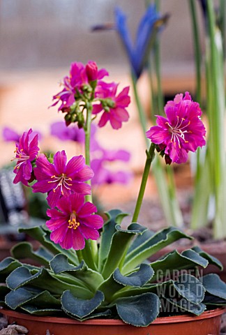 LEWISIA_COTYLEDON_ASHWOOD_STRAIN