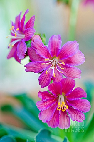 LEWISIA_COTYLEDON_ASHWOOD_STRAIN