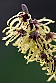 HAMAMELIS X INTERMEDIA PALLIDA,  WITCH HAZEL