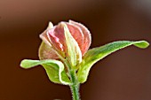 JUSTICIA BRANDEGEANA,  SHRIMP PLANT