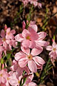 SCHIZOSTYLIS COCCINAE MOLLIE GOULD