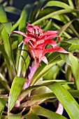 GUZMANIA EMPIRE