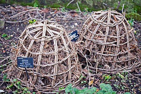 BAMBOO_CLOCHES_FOR_OVERWINTERING__BEGONIA_GRANDIS