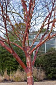 BETULA ALBOSINENSIS