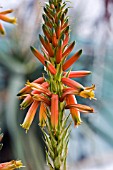 ALOE CRYPTOPODA