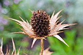 ERYNGIUM OLIVERANUM