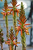 ALOE CRYPTOPODA