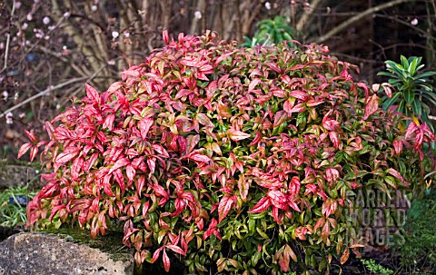 NANDINA_DOMESTICA_PYGMAEA