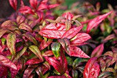 NANDINA DOMESTICA PYGMAEA