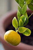 CITRUS MYRTIFOLIA CHINOTTO