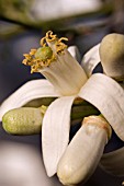 CITRUS LIMONIA FLOWERS AND BUDS