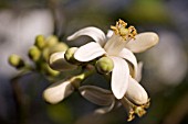 CITRUS LIMONIA FLOWER AND BUDS