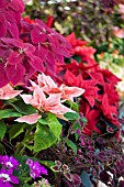 EUPHORBIA PULCHERRIMA HARLEQUIN,  POINSETTIA,  EUPHORBIA PULCHERRIMA MENORCA,  POINSETTIA AND COLEUS