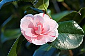 CAMELLIA JAPONICA CONTESSA LAVINIA MAGI