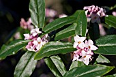 DAPHNE ODORA AUREO MARGINATA