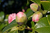 CAMELLIA BUDS