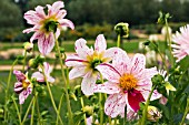 SINGLE DAHLIAS IN SUMMER BORDER