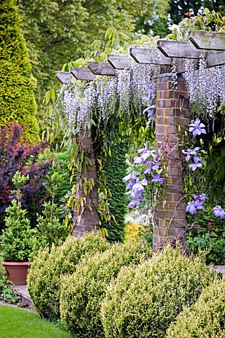 PERGOLA_WITH_WISTERIA_AND_CLEMATIS_IN_SUMMER