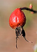 ROSA RUBIGINOSA MEG MERRILIES HIP