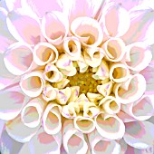 POM POM DAHLIA (MANIPULATED)