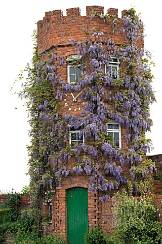 WISTERIA_CLAD_TOWER_AT_STONE_HOUSE_COTTAGE_GARDEN__MAY