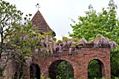 WISTERIA ON FOLLY AT STONE HOUSE COTTAGE GARDEN,  MAY