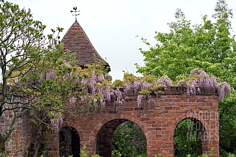 WISTERIA_ON_FOLLY_AT_STONE_HOUSE_COTTAGE_GARDEN__MAY