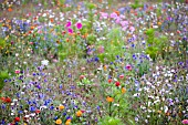 WILDFLOWER MEADOW,  AUGUST