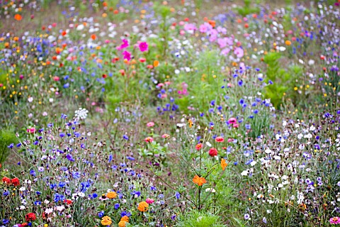 WILDFLOWER_MEADOW__AUGUST